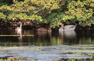 Stackpole Estate, Bosherston Lily Ponds