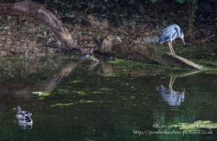 A Heron at Stackpole, Pembrokeshire