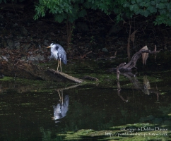 A Heron at Stackpole, Pembrokeshire
