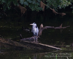 A Heron at Stackpole, Pembrokeshire