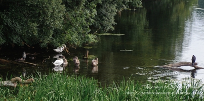Stackpole Estate, Bosherston Lily Ponds