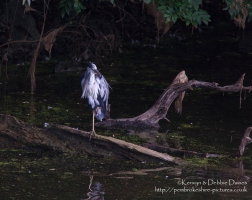 A Heron at Stackpole, Pembrokeshire