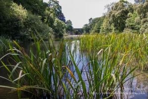 Stackpole Estate, Bosherston Lily Ponds