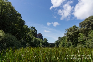 Stackpole Estate, Bosherston Lily Ponds