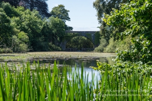 Stackpole Estate, Bosherston Lily Ponds