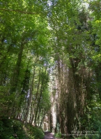 Trees at Stackpole Estate