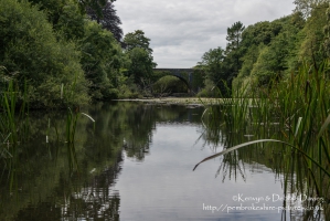 Stackpole Estate, Bosherston Lily Ponds