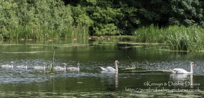 Swans and signets at Stackpole Estate, Pembrokeshire