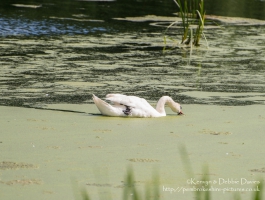 Swans and signets at Stackpole Estate, Pembrokeshire