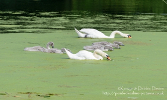 Swans and signets at Stackpole Estate, Pembrokeshire