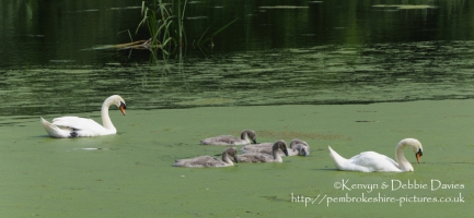 Swans and signets at Stackpole Estate, Pembrokeshire
