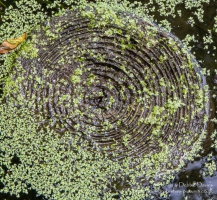 Submerged tree trunk, Bosherston Lily Ponds