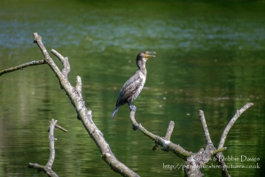 Cormorant at Stackpole Estate, Pembrokeshire