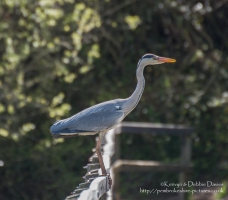 Heron at Stackpole Estate, Pembrokeshire