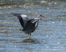 Heron at Stackpole Estate, Pembrokeshire