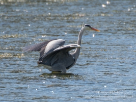Heron at Stackpole Estate, Pembrokeshire