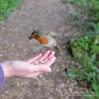 Feeding a robin at Bosherston Lily Ponds
