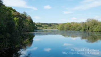 Stackpole Estate, Bosherston Lily Ponds