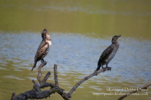 A pair of Cormorant at Stackpole Estate, Pembrokeshire