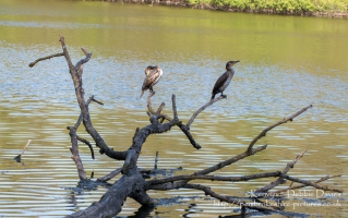 A pair of Cormorant at Stackpole Estate, Pembrokeshire