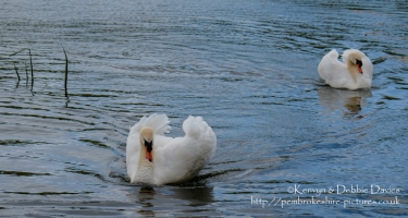 Paddling swans at Stackpole Estate, Pembrokeshire