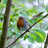 Robin at Bosherston Lily Ponds