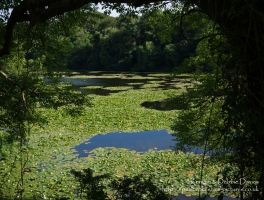Stackpole Estate, Bosherston Lily Ponds