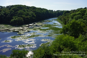 Stackpole Estate, Bosherston Lily Ponds