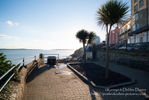 Palm trees in Tenby