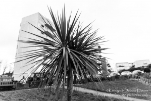 Palm tree in Tenby