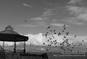 Birds in Flight