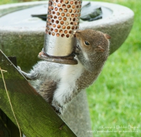A Wild Squirrel