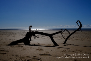 Driftwood on Swansea Beach