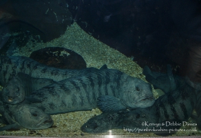 Some properly ugly fish