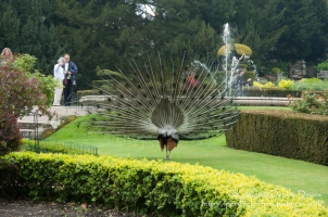 Peacock at Warwick Castle