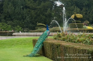 Peacock at Warwick Castle