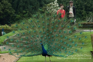 Peacock at Warwick Castle